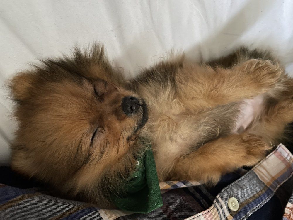 Fluffy brown Pomeranian puppy sleeping on a plaid shirt, eyes closed, resting on white fabric.