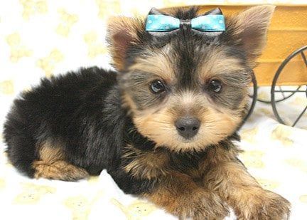 Yorkshire Terrier puppy with black and tan fur, wearing a blue bow, lying down.