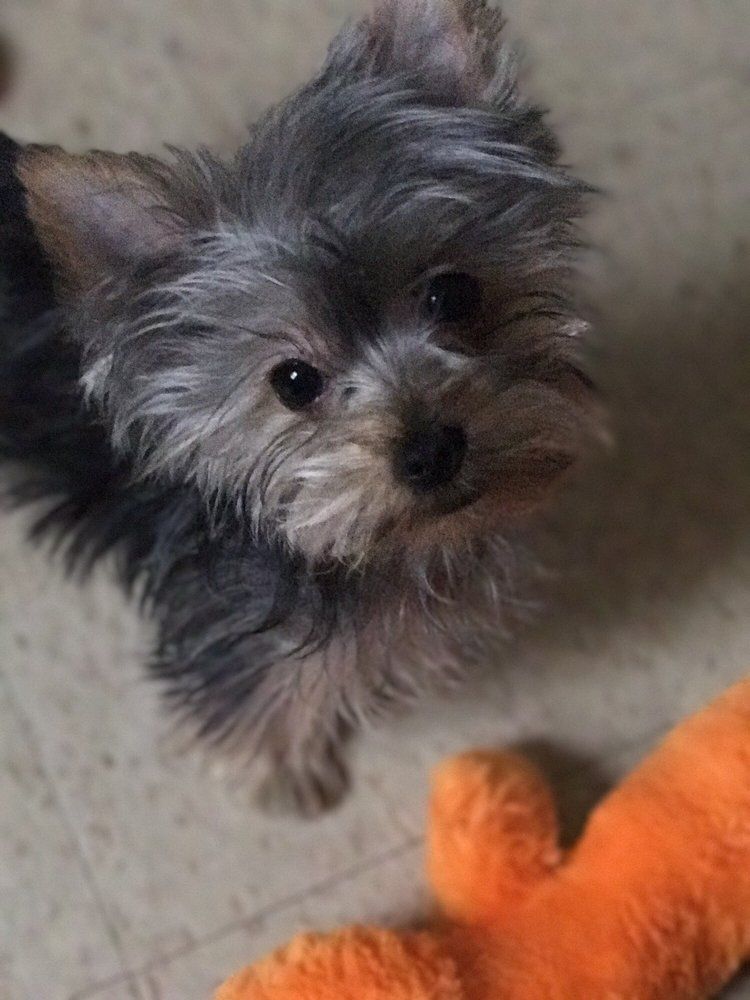Small Yorkie puppy with gray and black fur, looking up with a soft expression. Orange toy in the foreground.