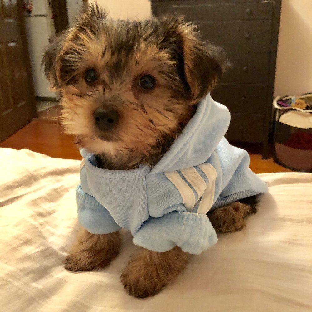 Small, brown and tan dog wearing a light blue hoodie sits on a bed.