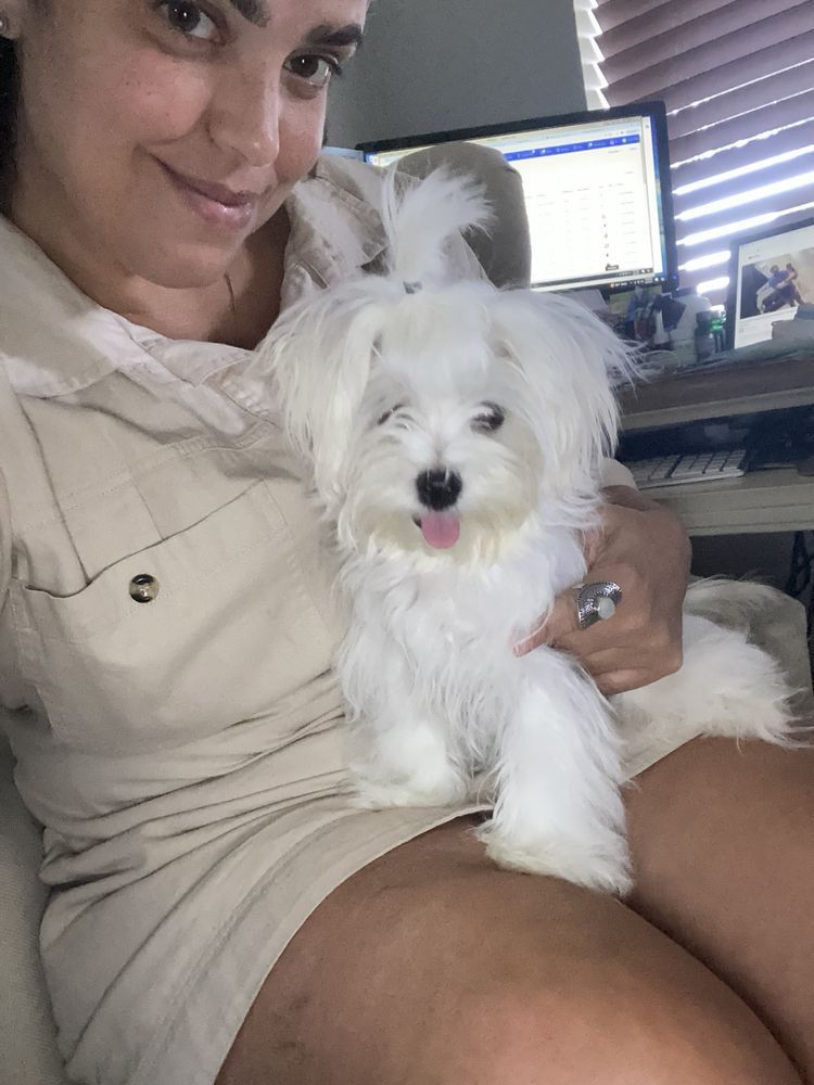 Woman holding a small, white dog. Both looking at the camera. Woman is smiling. Office setting.