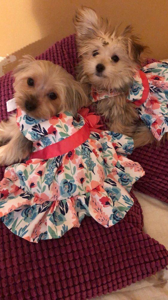 Two small dogs wearing floral dresses, sitting on a purple cushion.