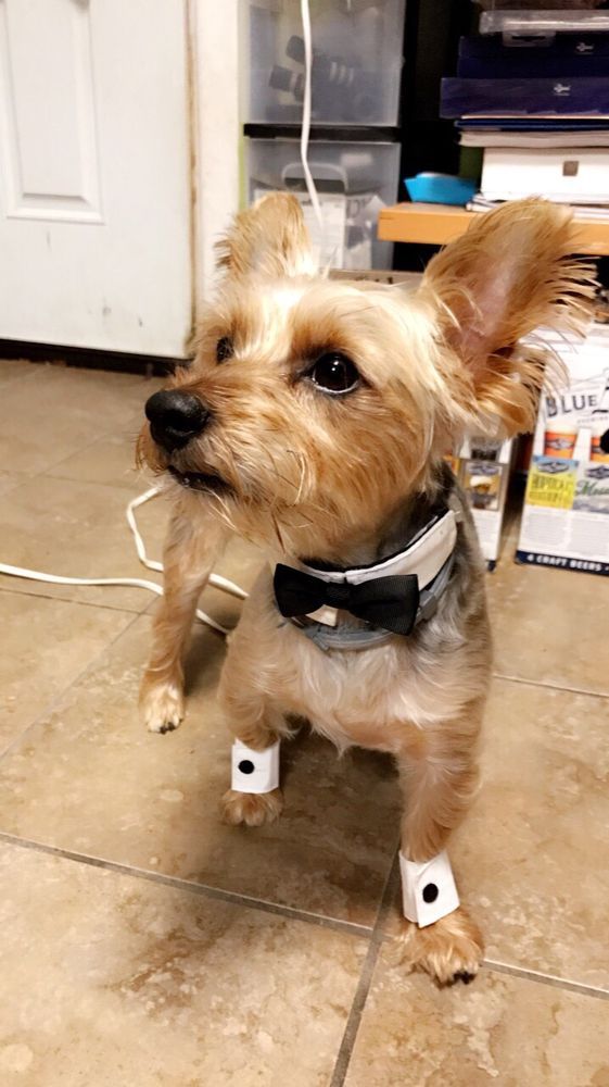 Yorkshire Terrier dog wearing a tuxedo collar and cuffs, standing on a tile floor.