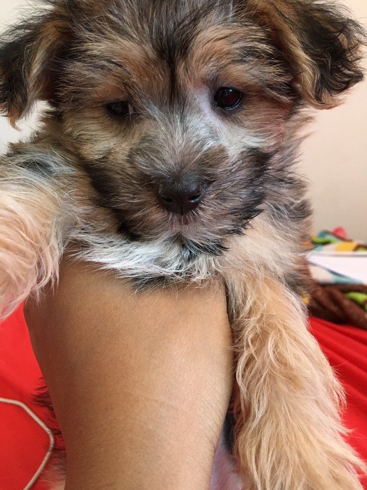 Small, fluffy puppy with tan and gray fur held in a person's hand, looking down.