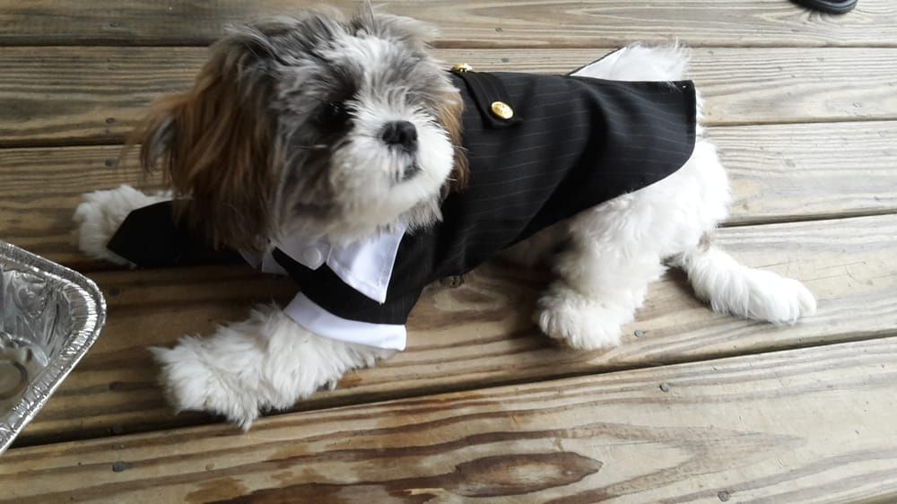 Shih Tzu dog in a black suit with gold buttons, lying on a wooden deck.