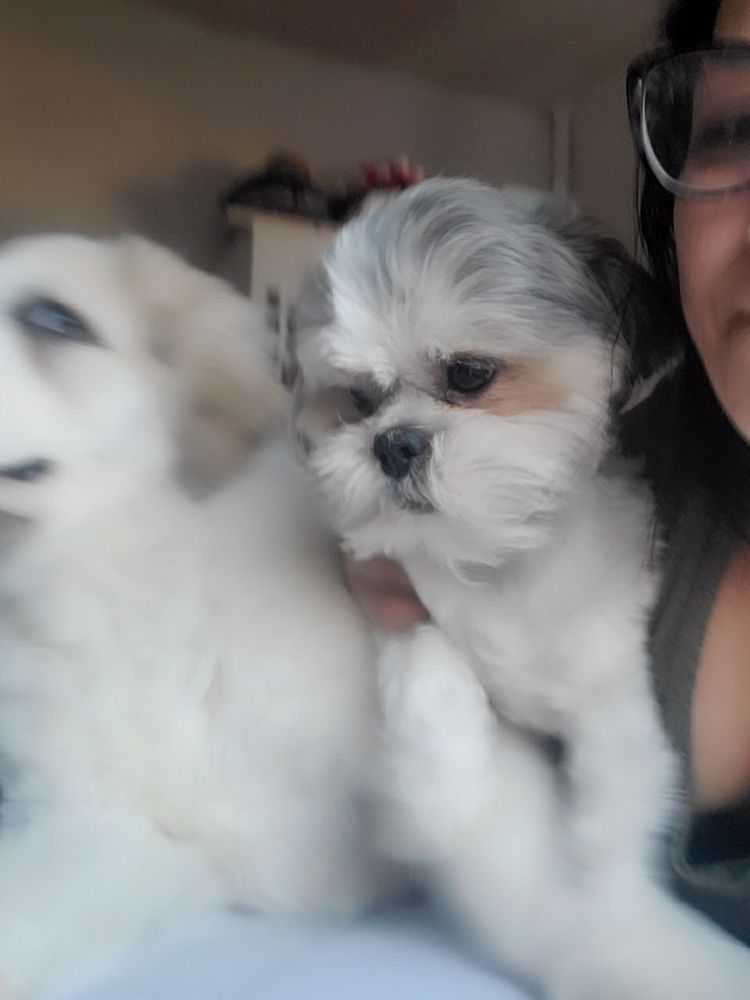 Person holding two small fluffy dogs. One is white, the other white and gray.