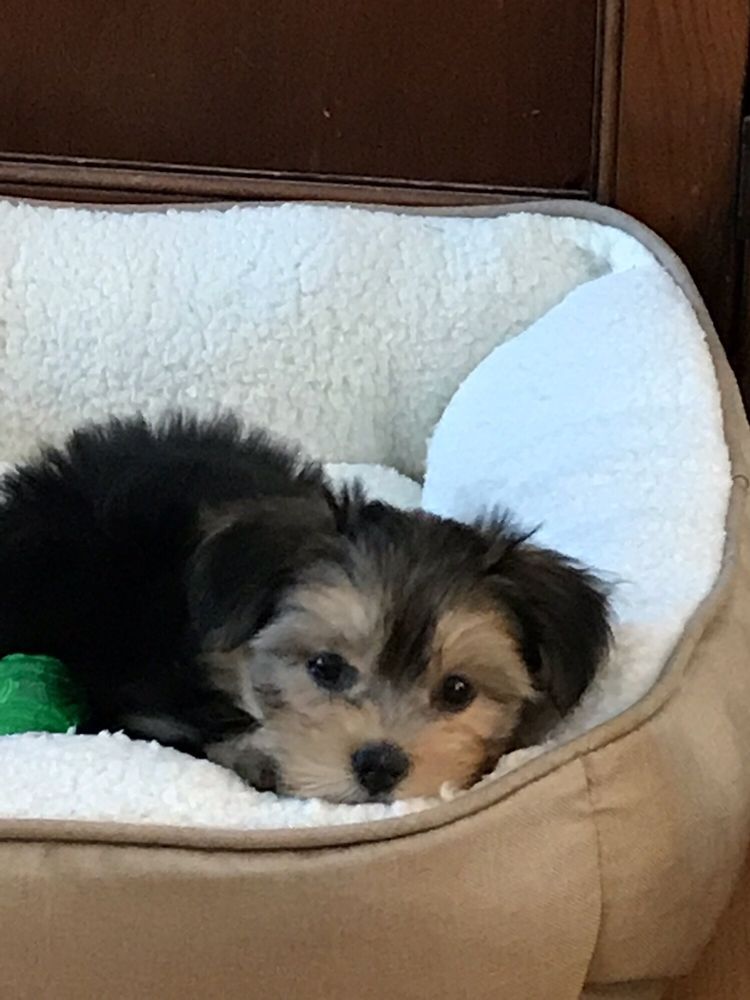 Puppy with black and tan fur rests in a beige dog bed with white fluffy lining.