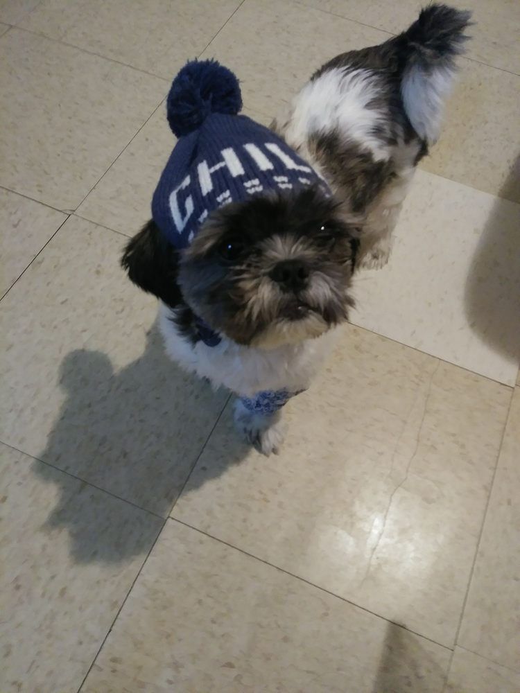 Shih Tzu dog wearing a blue beanie with 
