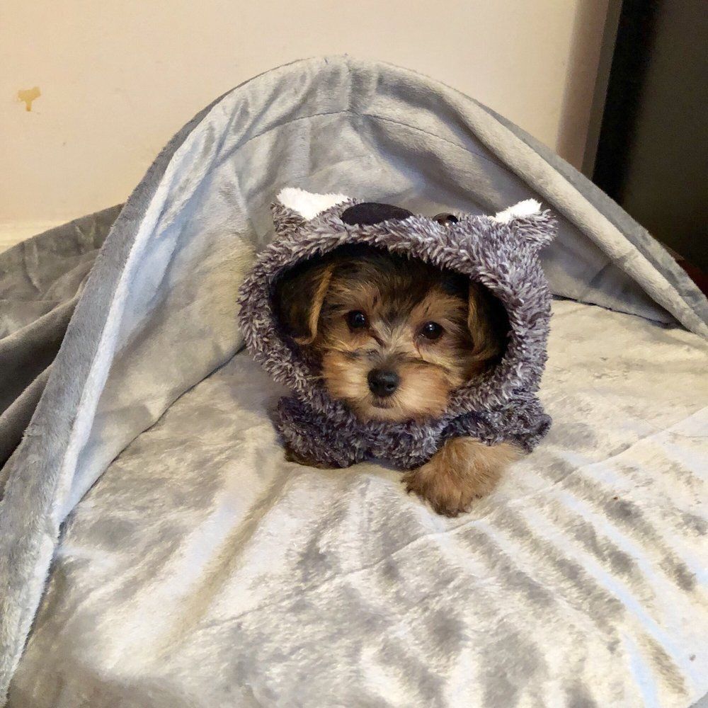 Small dog wearing a koala hoodie, lying on a gray blanket.