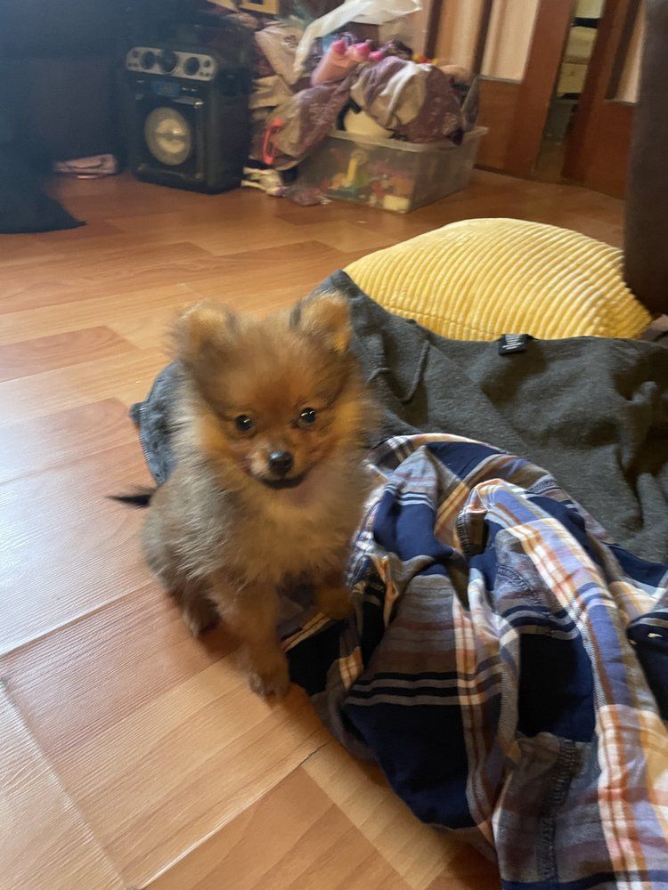 Fluffy brown Pomeranian puppy sits on a plaid shirt, looking towards the camera. Wooden floor, cluttered background.