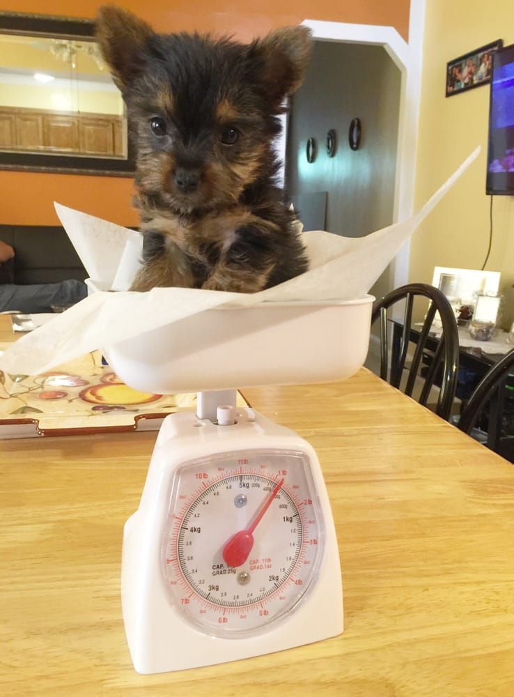 Yorkshire Terrier puppy on a scale, sitting on paper. The scale reads about 1.5. In a kitchen setting.
