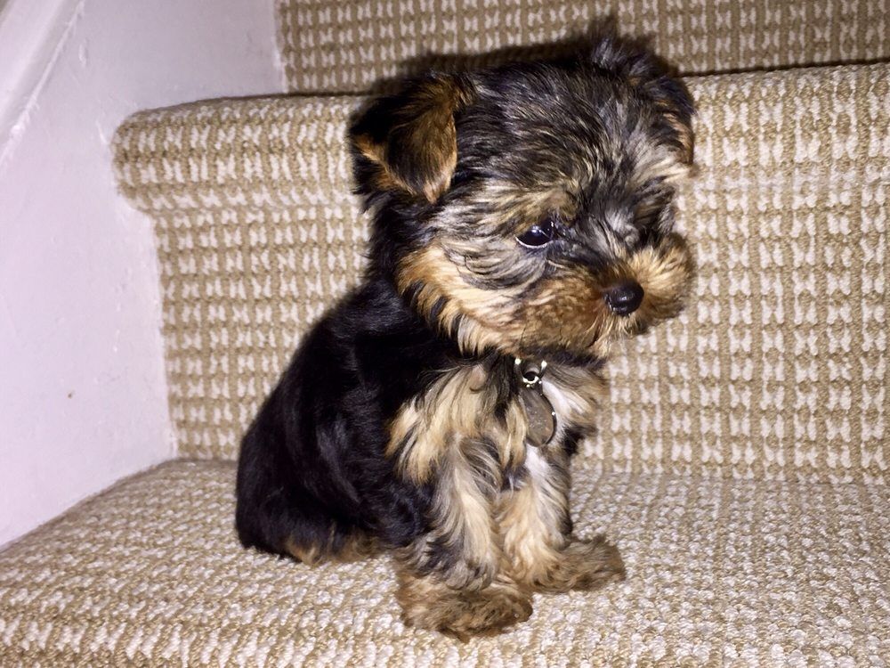 Small Yorkshire Terrier puppy sitting on a carpeted staircase step; black, tan, and brown fur.