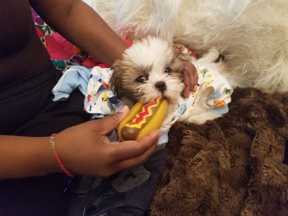 Puppy in a patterned outfit, chewing a toy hot dog, held by a person.