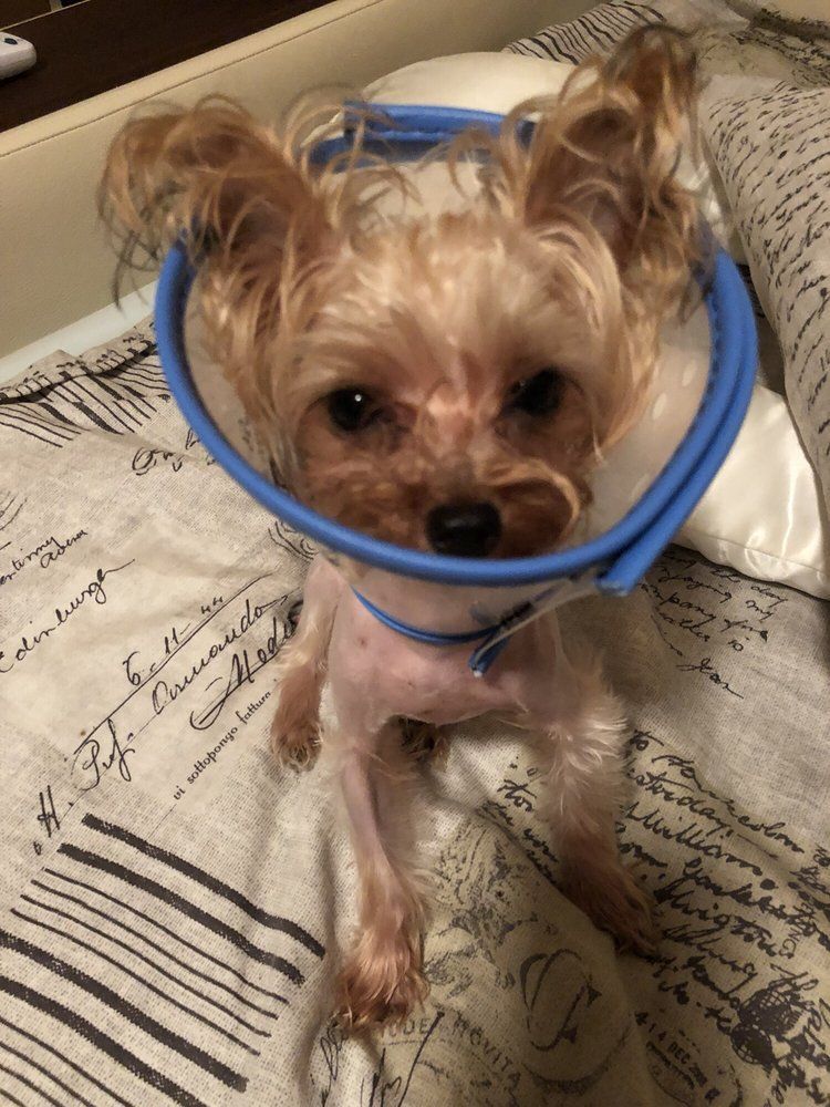 Yorkshire Terrier wearing a blue inflatable collar, sitting on a bed, looking forward.