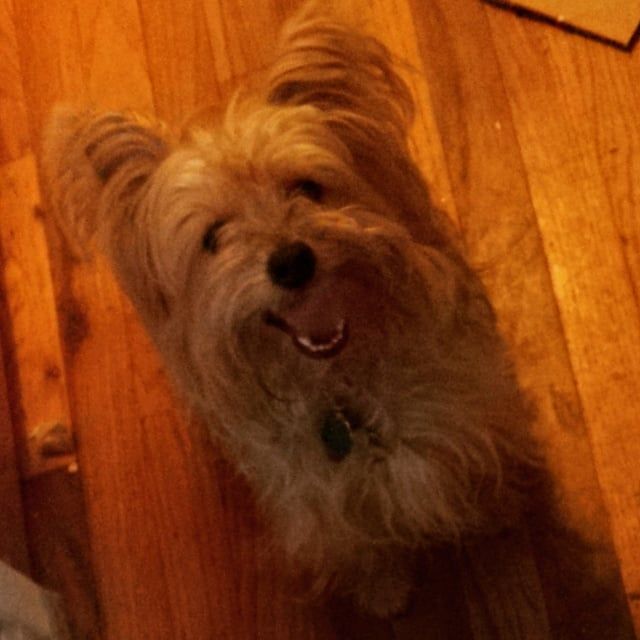 Small tan dog with floppy ears, smiling on a wooden floor.