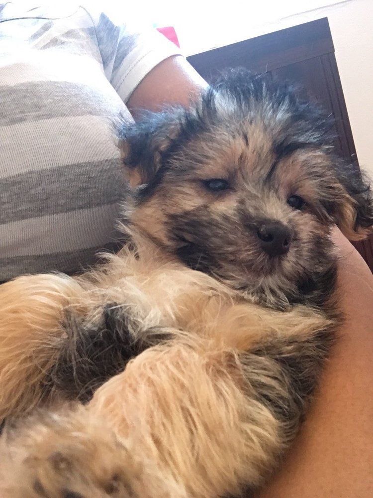 Puppy with tan and black fur resting in someone's lap, looking sleepy.
