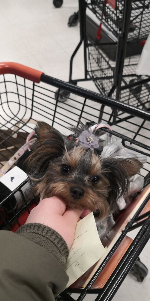 Yorkshire terrier dog in a shopping cart, hand petting it. Dog has a bow.