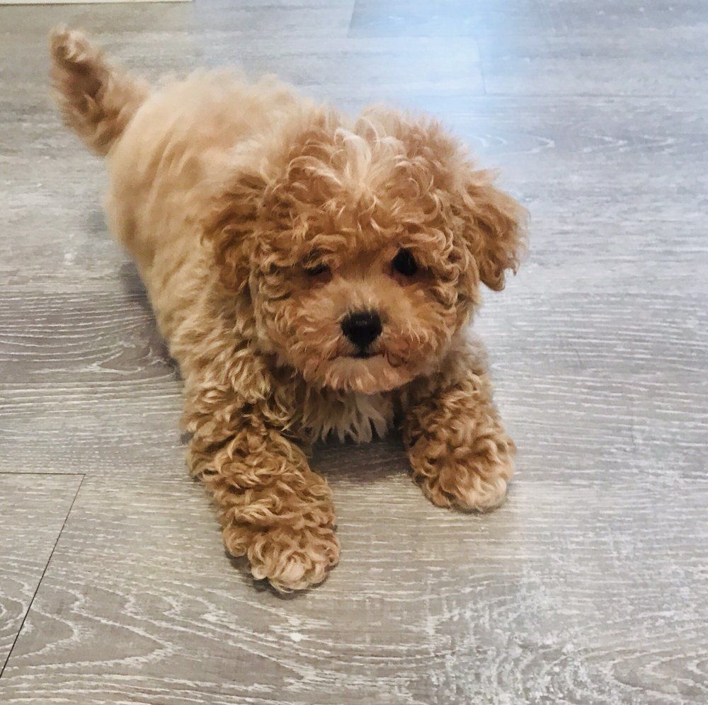A small, brown, curly-haired puppy lying down on a light gray wooden floor.