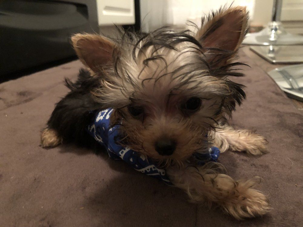 Yorkshire Terrier puppy wearing a blue bandana, laying on a brown surface.