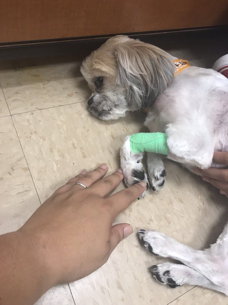 Dog with green bandaged leg being touched by a hand on a tiled floor.