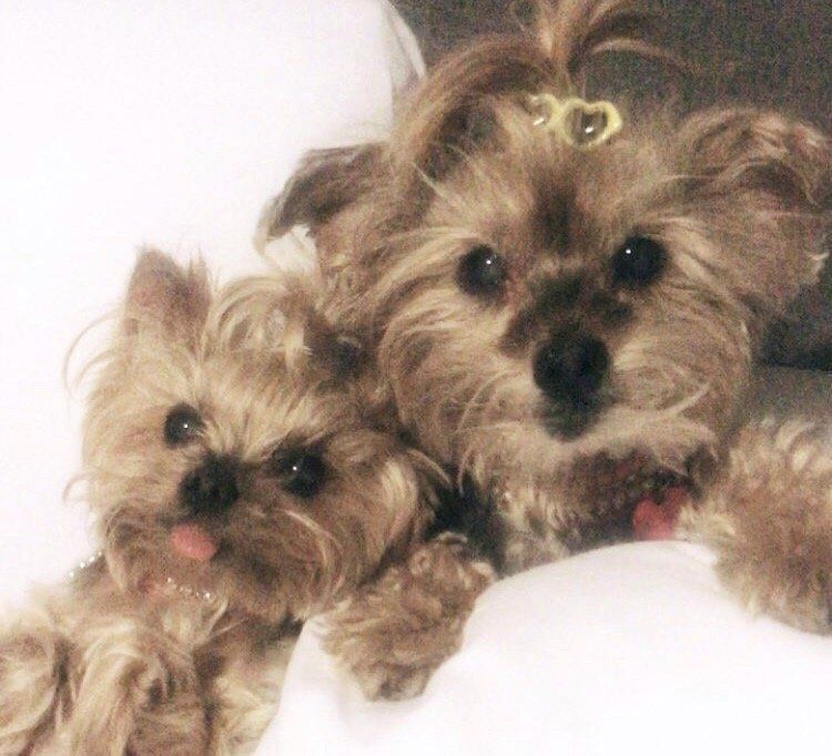 Two brown and tan Yorkshire Terrier-mix dogs; one has tongue sticking out, the other has hair up with heart-shaped clip.