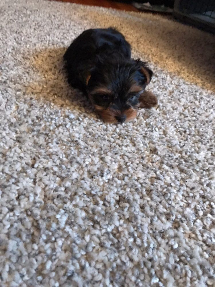 Small Yorkshire Terrier puppy laying on a speckled carpet.