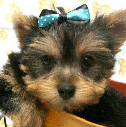 Yorkshire Terrier puppy with a blue polka dot bow in its hair.