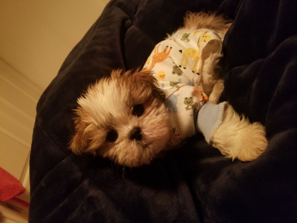 Small, fluffy puppy in pajamas lying on a dark blue beanbag, looking at the viewer.