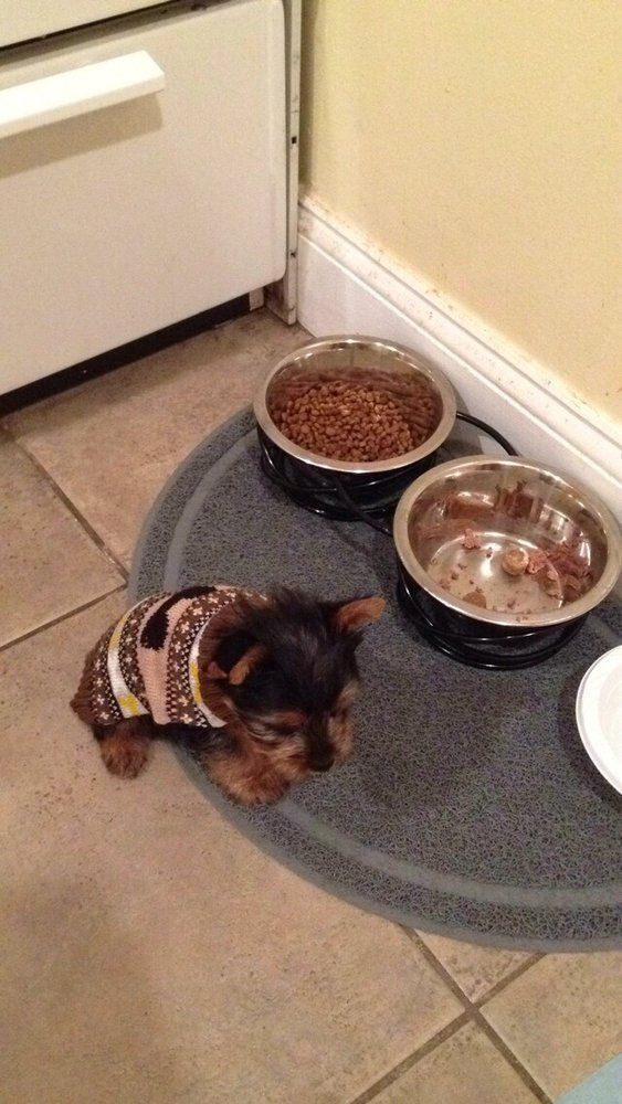 Yorkshire Terrier puppy in a brown harness, near food bowls on a mat.
