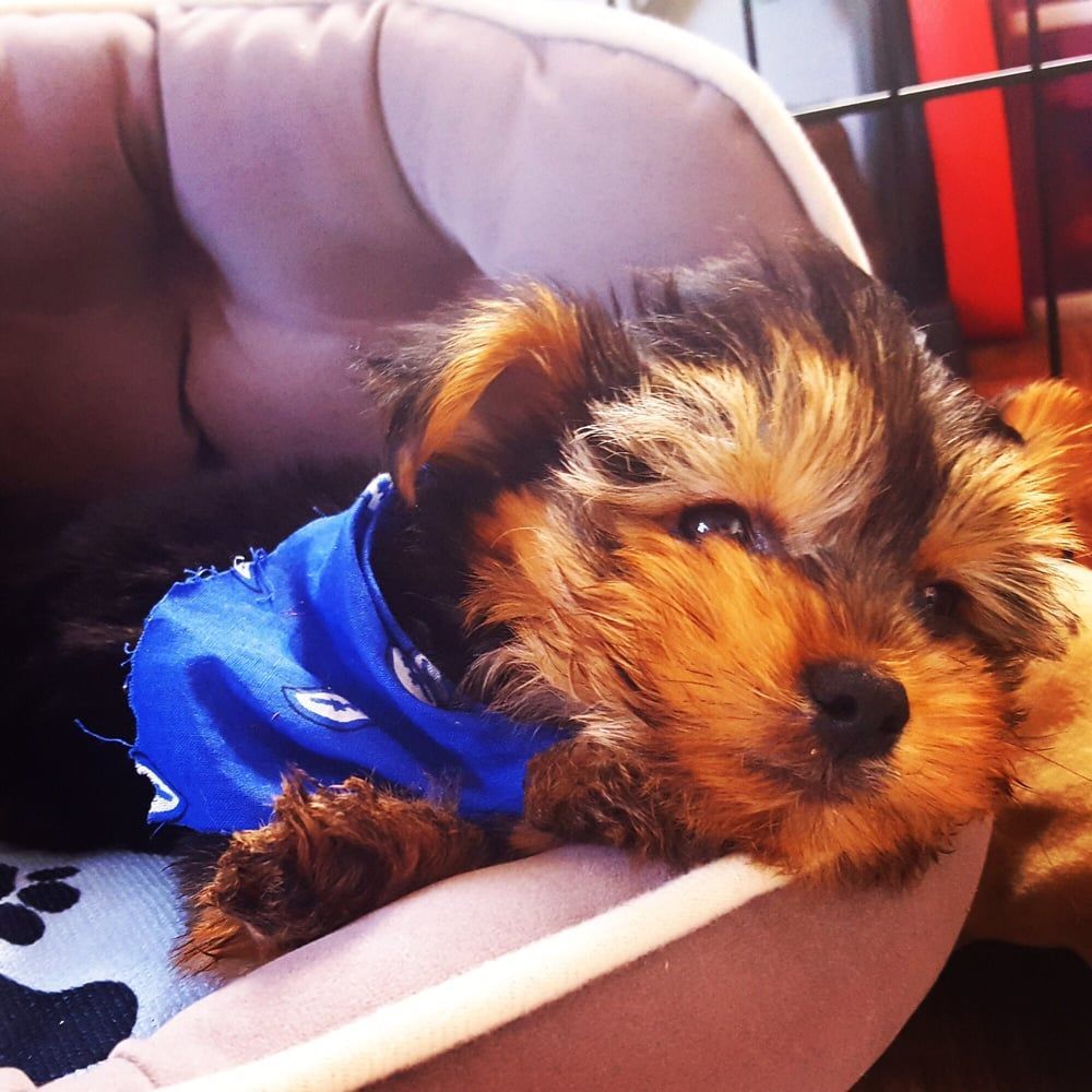 Puppy with brown and tan fur wearing a blue bandana, resting in a pink dog bed.