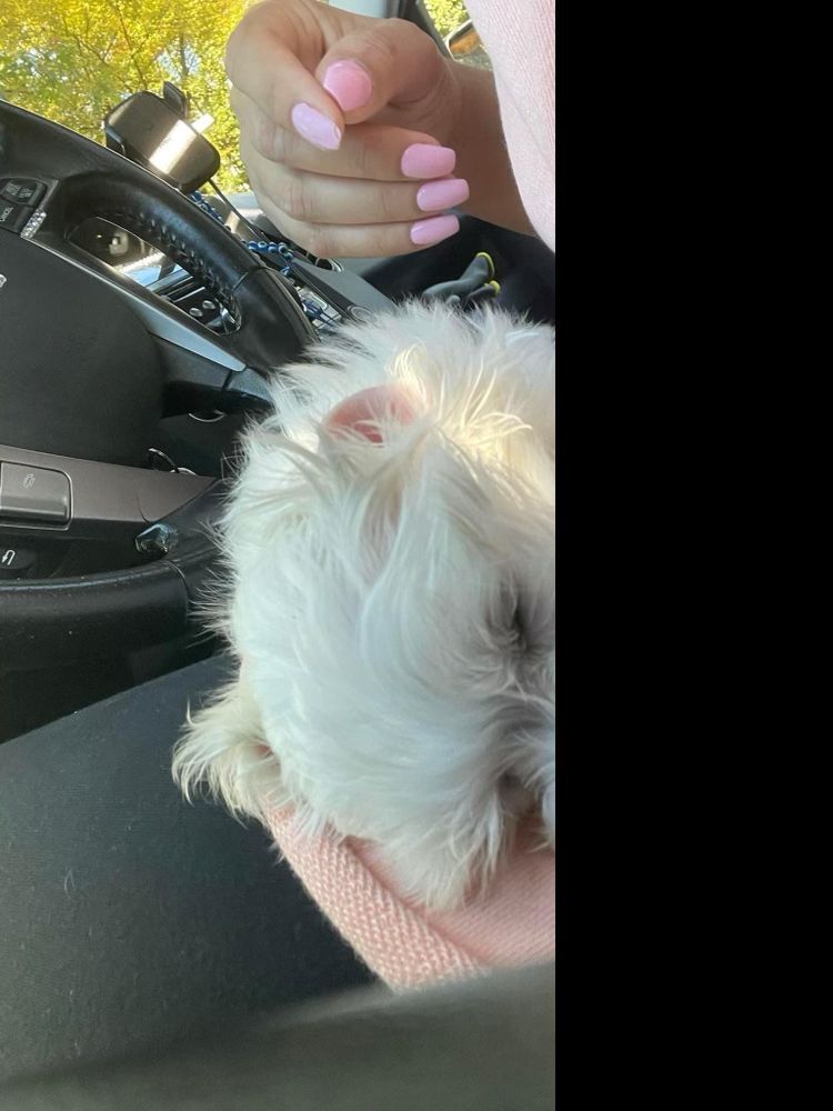 White fluffy dog in a person's lap in a car, hand with pink nails above.