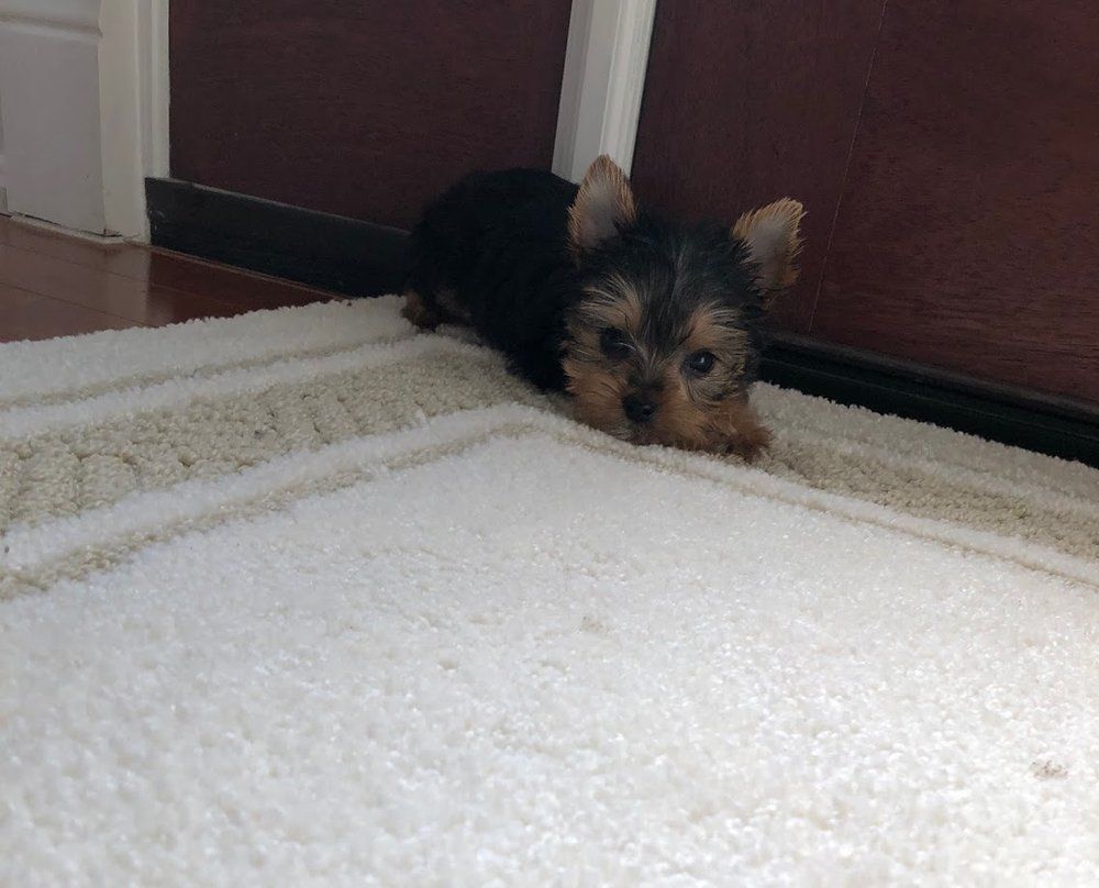Yorkshire Terrier puppy on a white rug with beige stripes, looking at the camera.