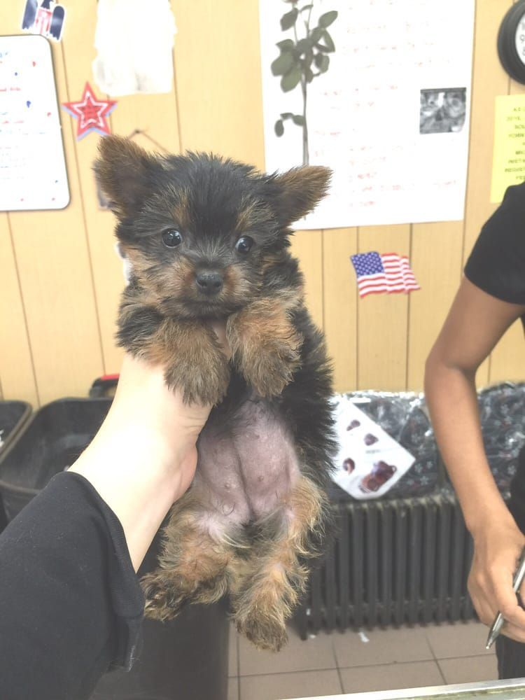Small Yorkshire Terrier puppy held up with brown and black fur.