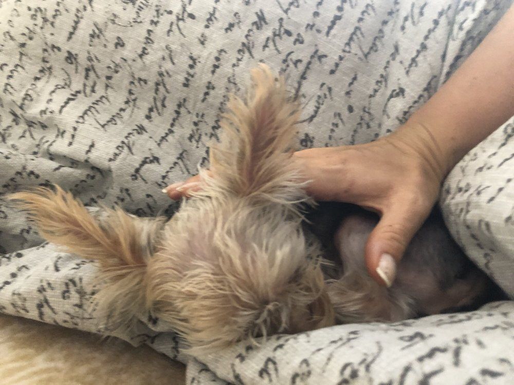 Small dog resting on a patterned blanket, being petted by a hand.