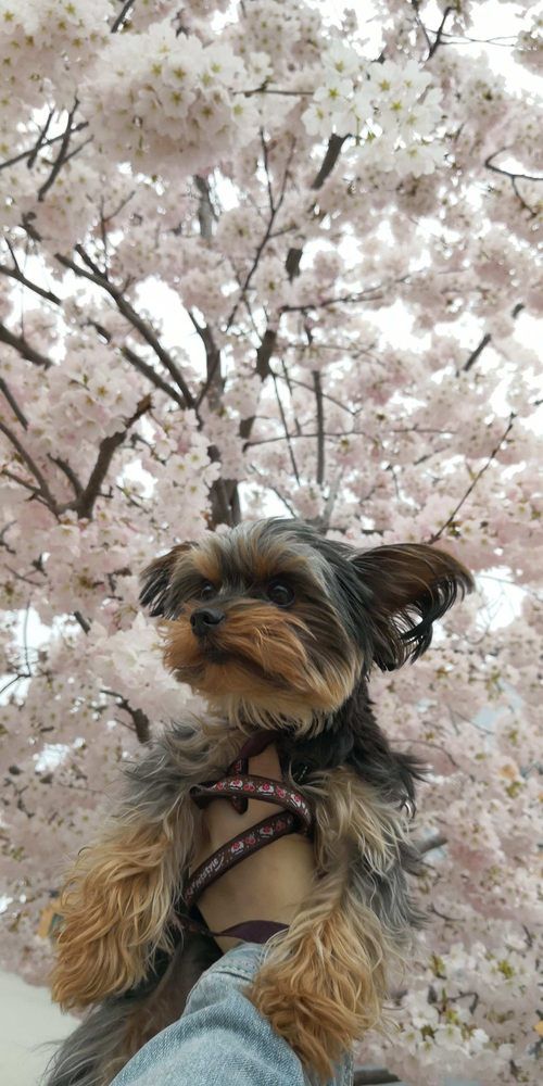 Yorkshire Terrier held up against a backdrop of cherry blossoms.
