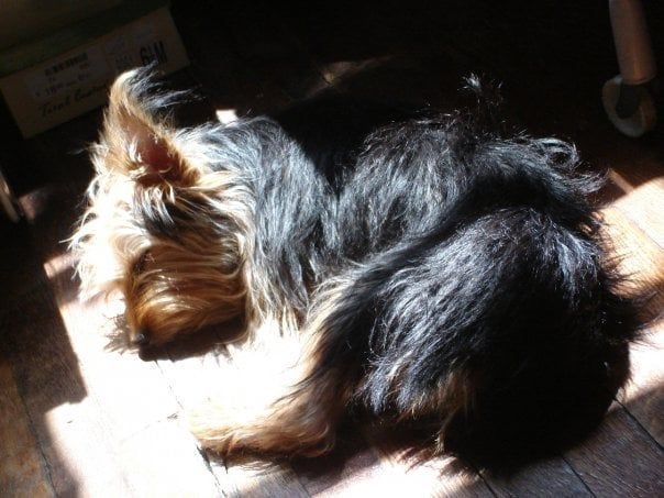 Yorkshire Terrier curled up on a wooden floor, basking in sunlight.