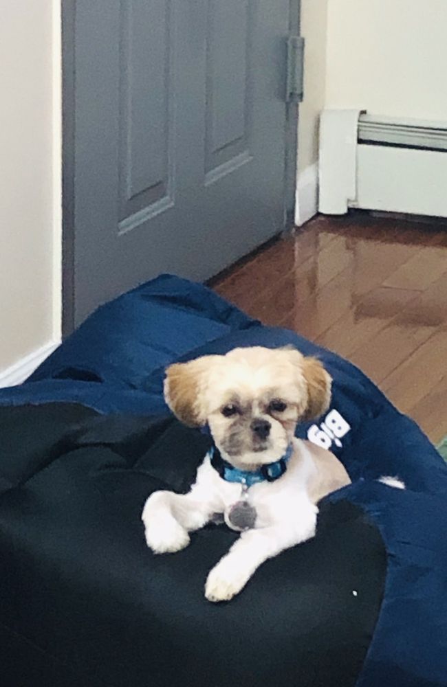 Dog with fluffy ears resting on a navy blue beanbag, looking forward with a calm expression.