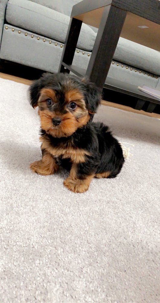 Small black and tan Yorkshire Terrier puppy sits on a light carpet, looking forward.