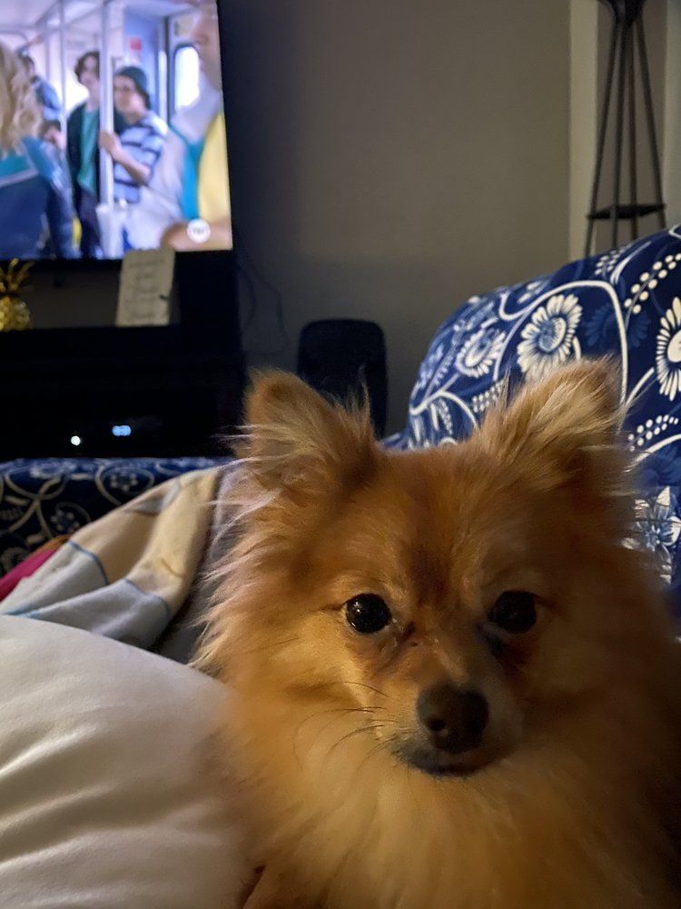Fluffy orange Pomeranian dog looks at the camera, in front of a TV and on a bed.