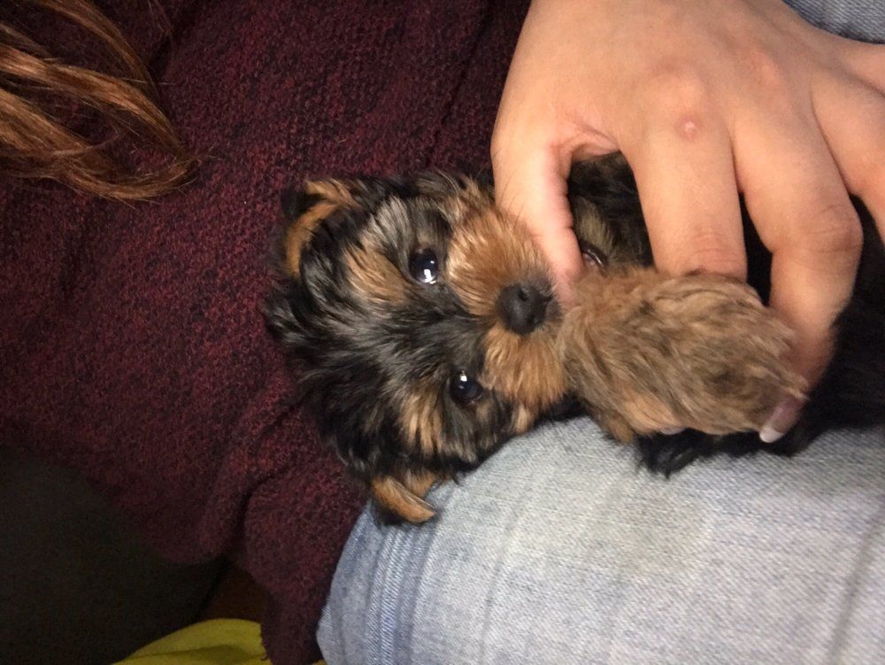 Yorkshire Terrier puppy being held. It has black and tan fur and looks up with wide eyes.