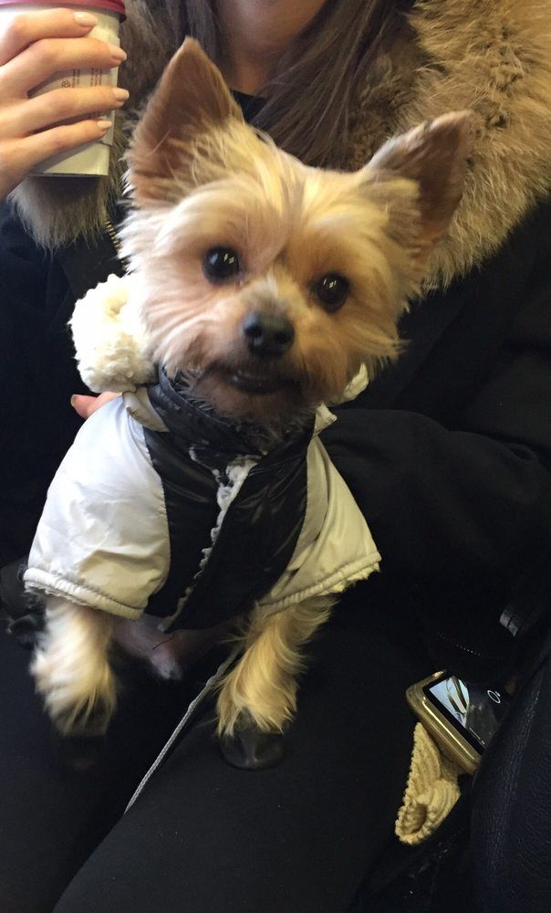 Yorkshire Terrier dog wearing a white and black winter coat, sitting on a person’s lap.