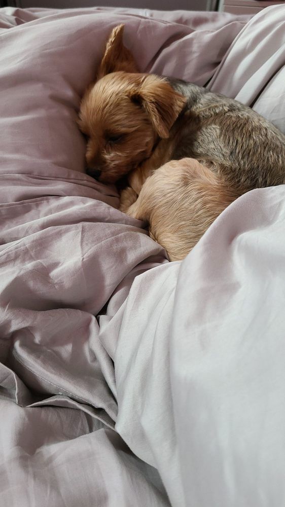 Small Yorkshire Terrier puppy sleeping in a bed with gray sheets.