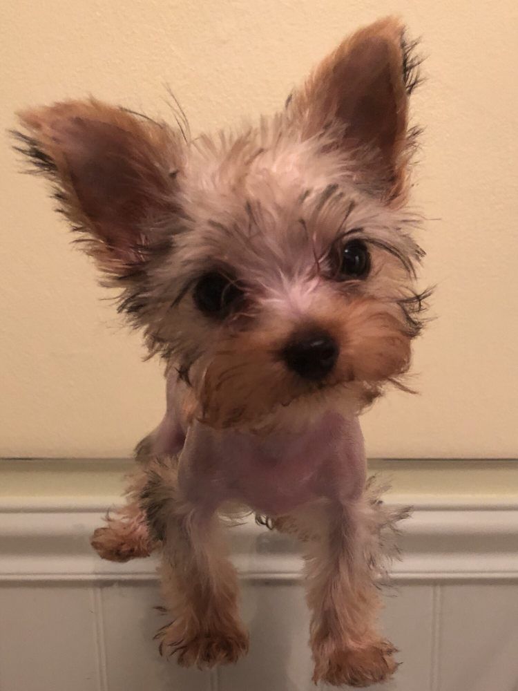 Small Yorkie puppy with erect ears and wet fur looking at the viewer.
