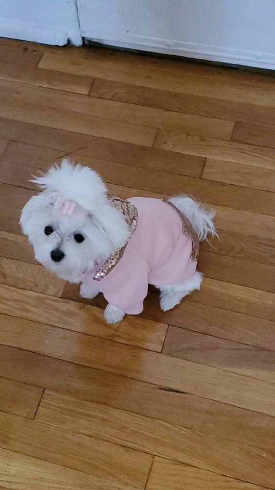 White dog wearing a pink outfit and a bow on its head, on a wood floor.