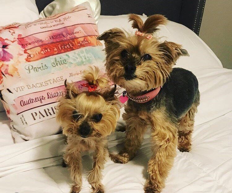 Two Yorkshire terriers on a bed; one wears a pink collar, both have bows in their hair.