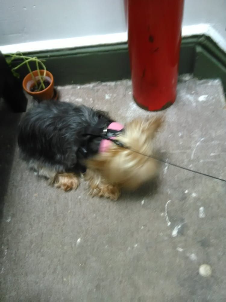 Small dog with a pink harness, blurred motion, near a red object on a speckled floor.