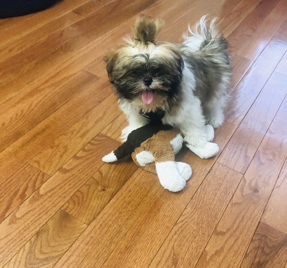 Shih Tzu puppy with brown and white fur, tongue out, holding a stuffed toy on a wood floor.