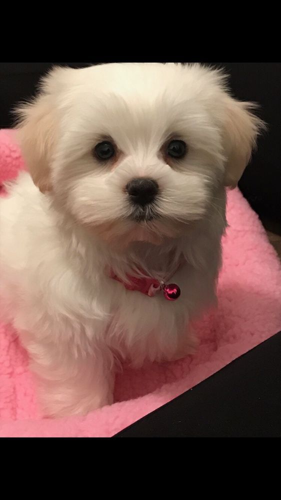 White puppy with floppy ears wearing a pink collar with a bell, sitting on pink bedding.