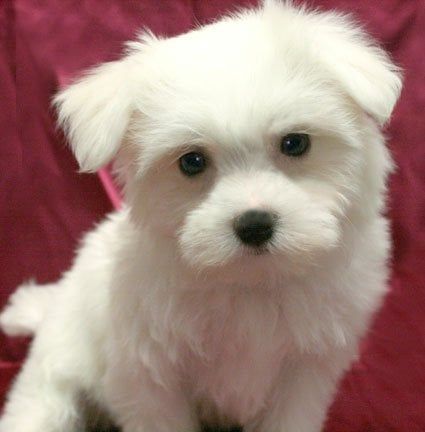 White Maltese puppy with a pink nose, looking forward against a red background.