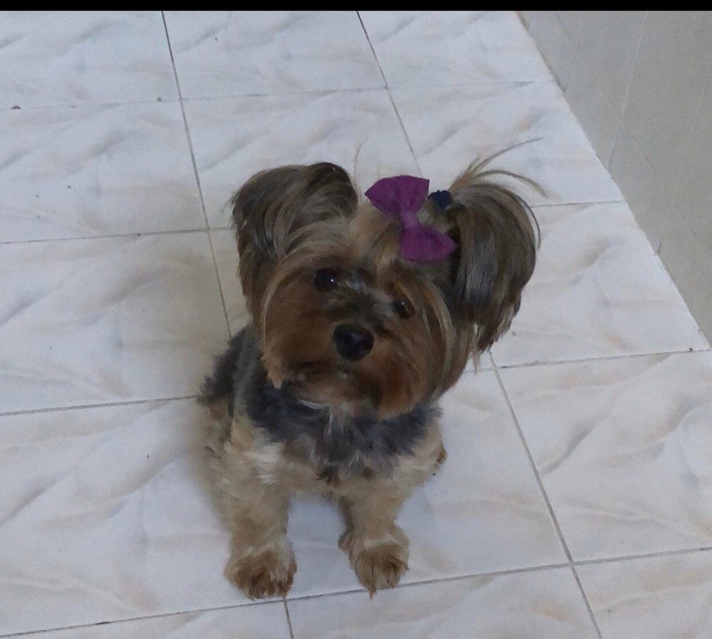 Yorkshire terrier with a purple bow, sitting on a tiled floor.